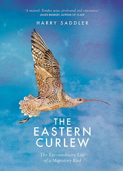 Harry Sadler: Eastern Curlew (Hardcover, 2017, Affirm Press)