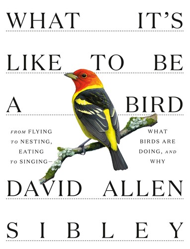 David Allen Sibley: What it's like to be a bird : what birds are doing, and why -- from flying to nesting, eating to singing (2020, Alfred A. Knopf)
